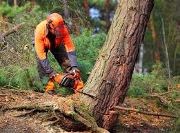 Best Fruit Tree Pruning  in Twin Lakes, VA